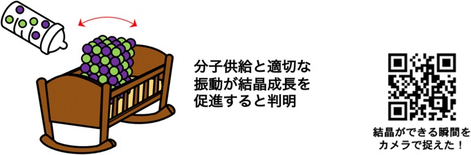 図1：本研究の概念図。結晶成長プロセスを直接観察することにより、分子やイオン対が容器の内壁と結晶の隙間に効率的に捕捉され、まるで「ゆりかご」のように容器が振動することで結晶成長が促進されることが明らかになった。昨年発表した、結晶の核形成に関する教育用ビデオのQRコードを記載する（注4）。"
