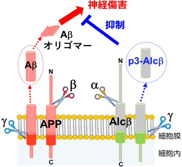 p3-Alcβの産生機構。p3-Alcβは神経膜タンパク質Alcadeinβ(Alcβ)から、Aβは神経膜タンパク質APPから切断酵素による切断を受けて細胞外に分泌される。"